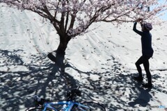 桜を撮るKEN01662-2