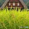 五箇山2（実るほど頭を垂れる稲穂かな）