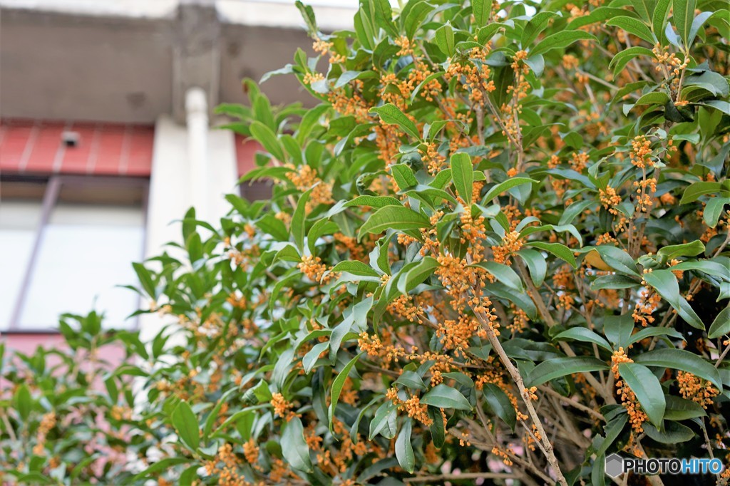 城端4（キンモクセイ）