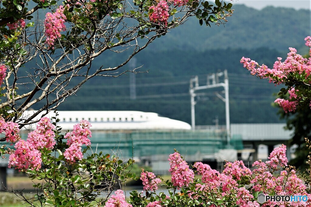 雄弁に咲く_