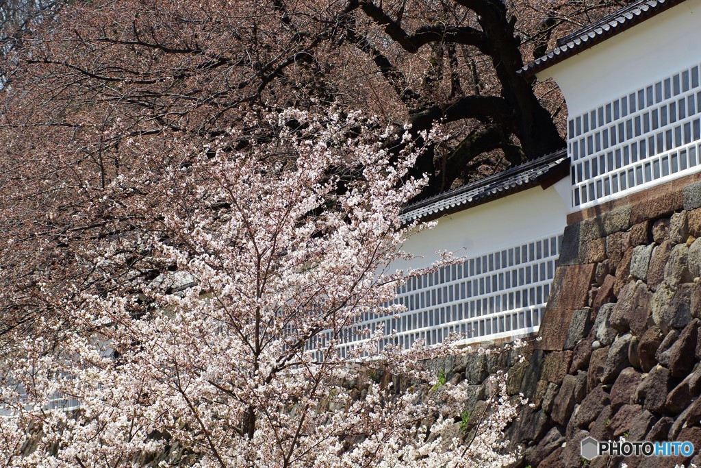 金沢城桜