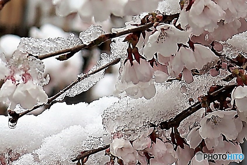 雪と桜2