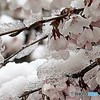 雪と桜2