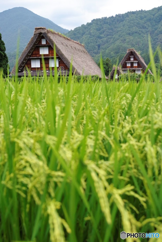 合掌と稲