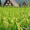 合掌と稲