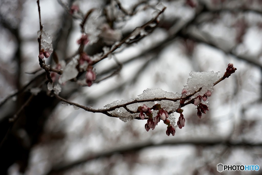 雪と桜3
