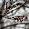 雪と桜3
