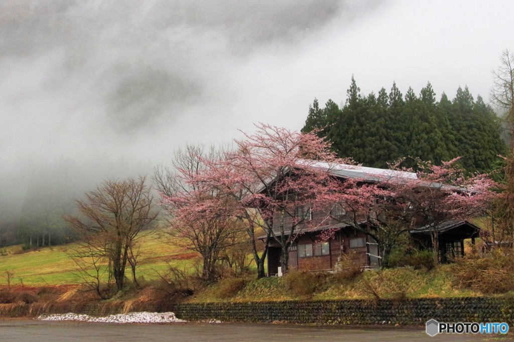 霧と桜1