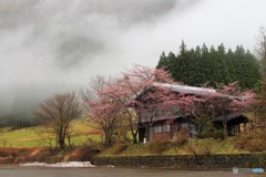 霧と桜1