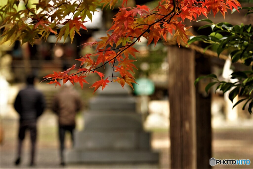 紅葉半ば