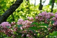 ババナカセ　朝日が差し込む