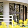 菜の花とガラスに映る桜