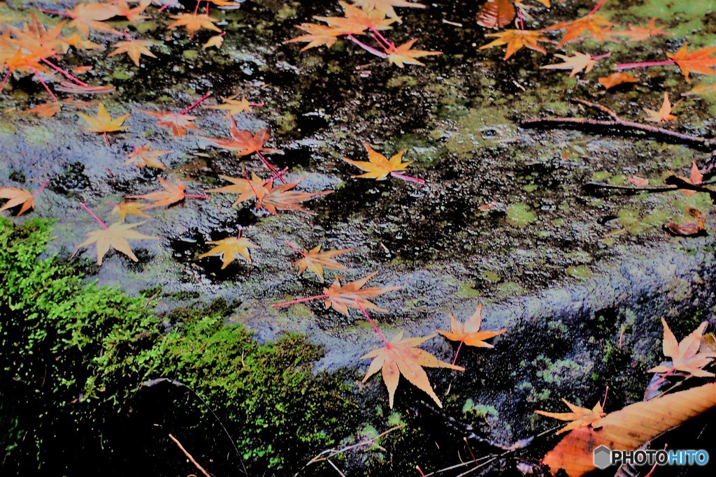 紅葉3（石と落ち葉）