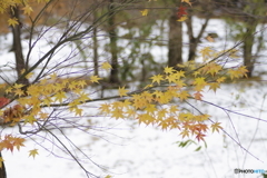 合掌集落の秋10（雪とモミジ1）