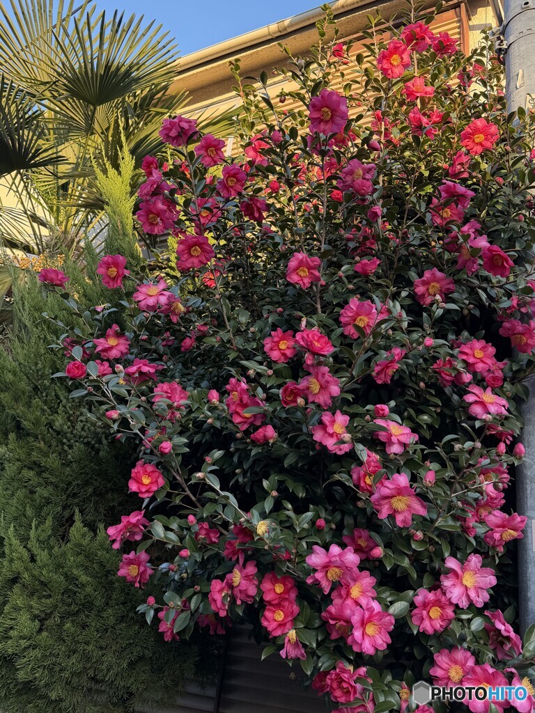 近所のお宅で　IMG_4465-2山茶花