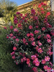 近所のお宅で　IMG_4465-2山茶花