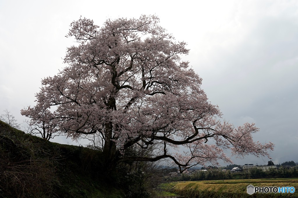 向野江戸彼岸桜