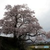 向野江戸彼岸桜