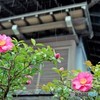 雨のサザンカ3
