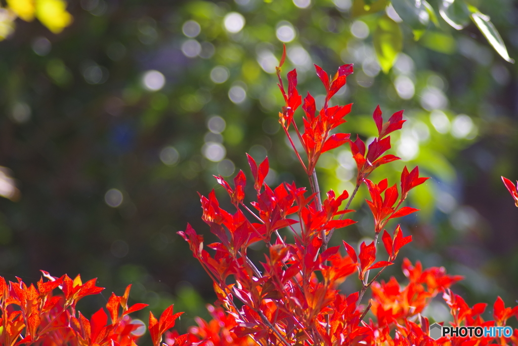 荻町2（紅葉）