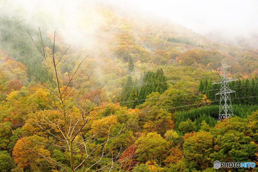 紅葉に霧がかかる