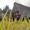 五箇山1（もうすぐ収穫の秋）