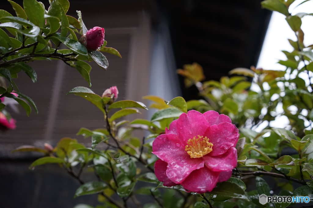 雨のサザンカ2