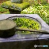①水鉢に映る