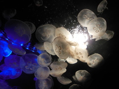 海月の舞