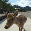 シカさん　
