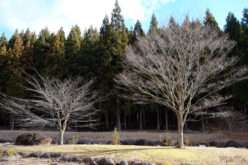 冬枯れの木