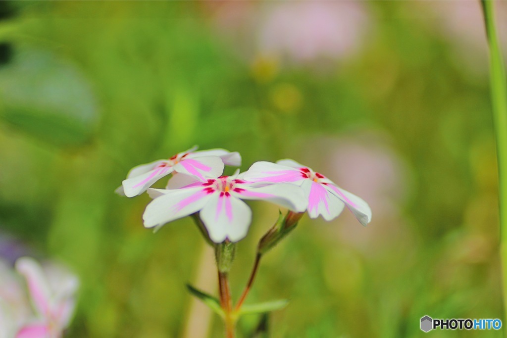 芝桜