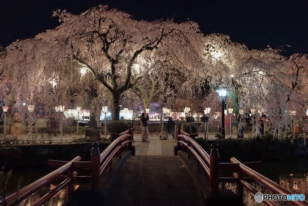 夜の枝垂れ桜