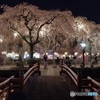夜の枝垂れ桜