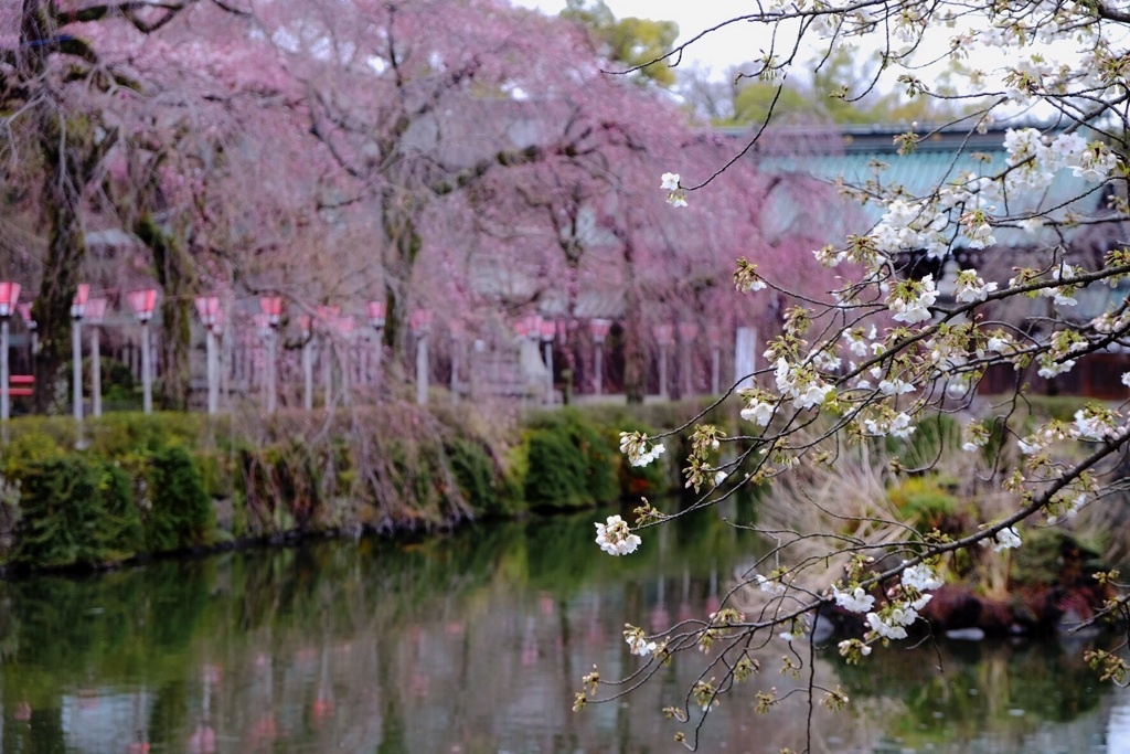 桜祭り