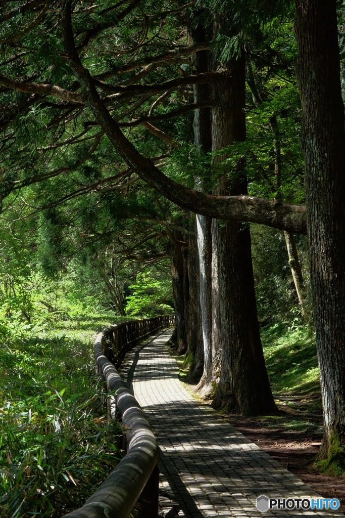 湖畔の散策路