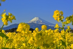 菜の花と富士山