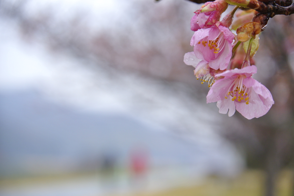 雨の散歩