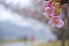 雨の散歩