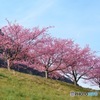 早咲き