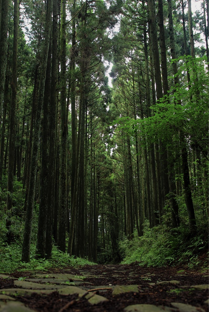 旧道
