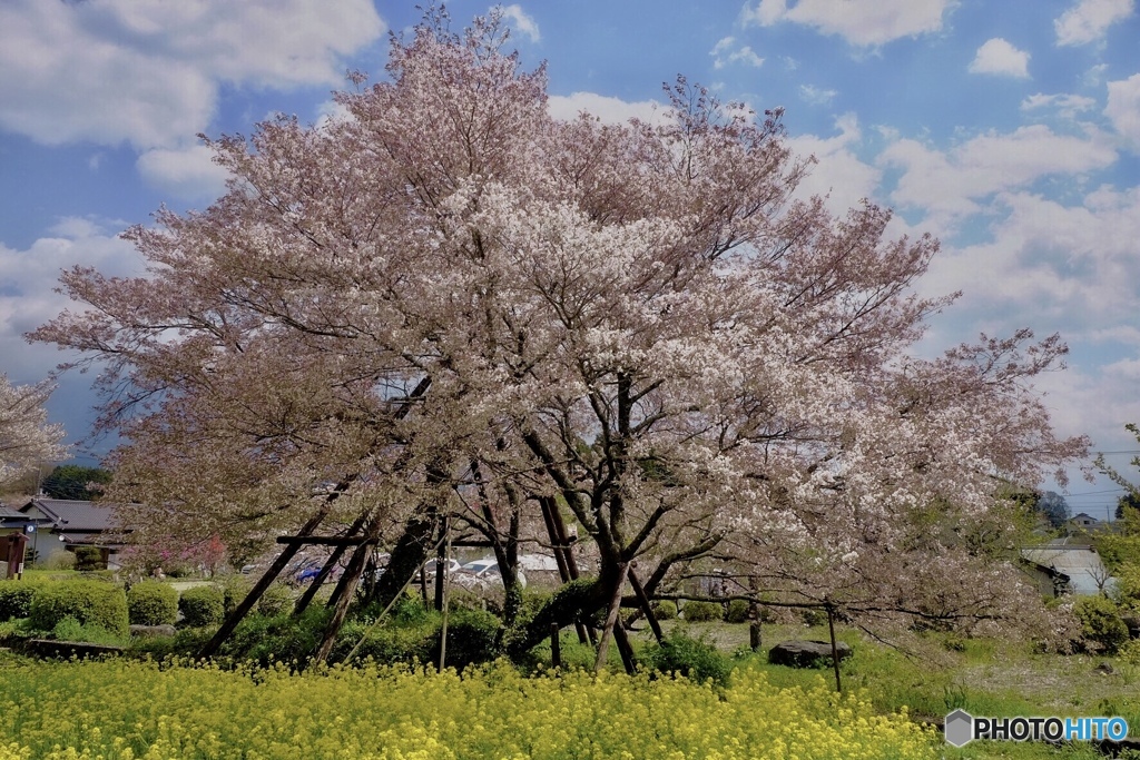 狩宿の下馬桜