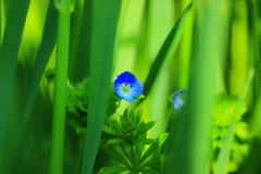 蒼い宝石