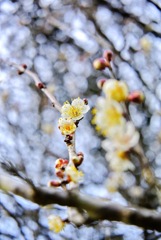 梅開花