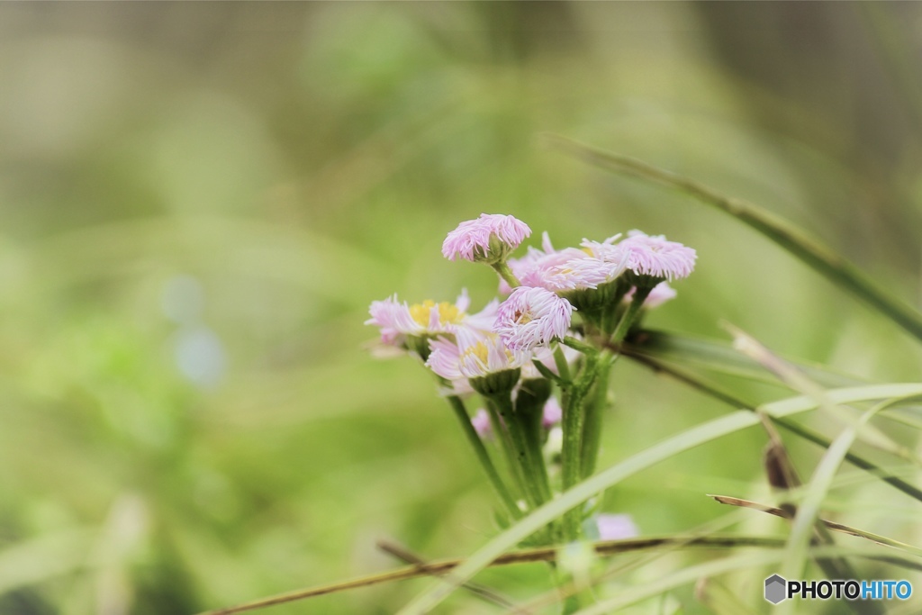 花束
