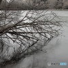 氷樹