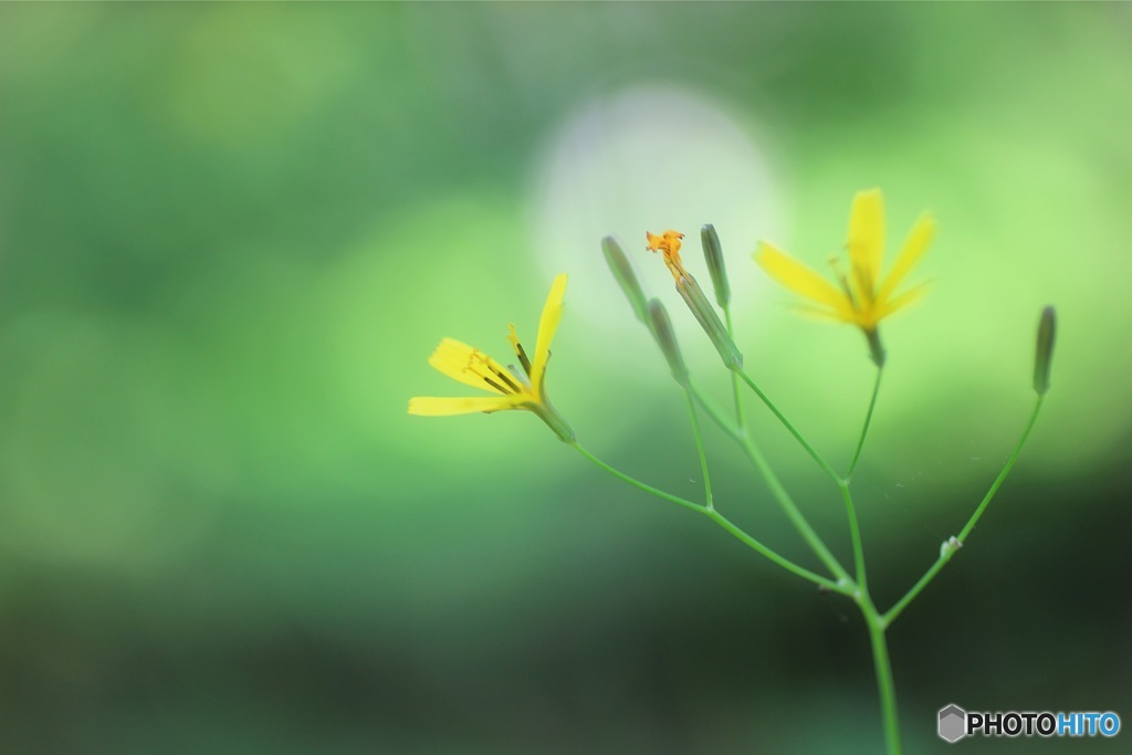 夢みる花