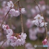 桜便り2
