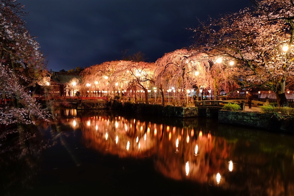 大社の夜桜②