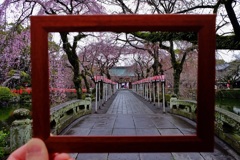雨の参道